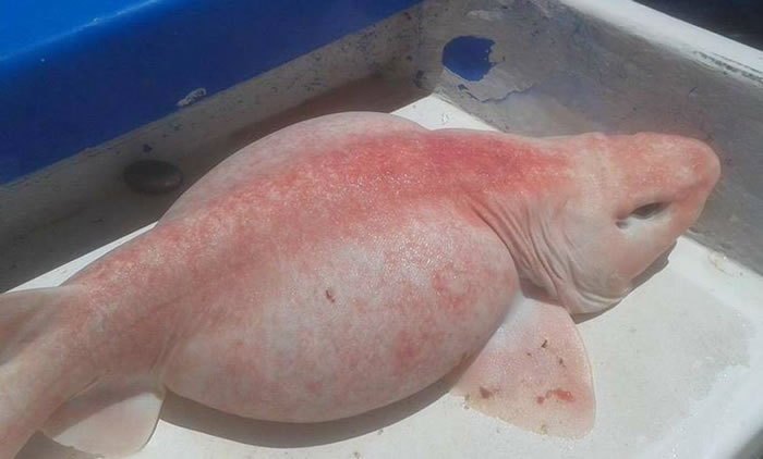 ī���纣�򲶵��ۺ�ɫ���� ����ѧ��Ϊ�۰�ͷ�����ë��