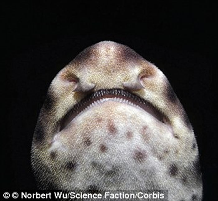 ī���纣�򲶵��ۺ�ɫ���� ����ѧ��Ϊ�۰�ͷ�����ë��