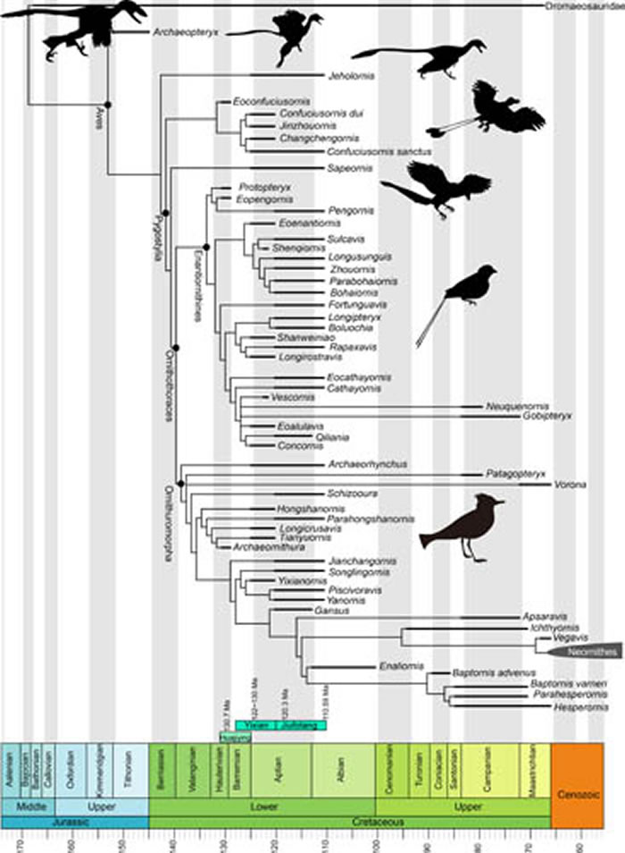 图1. 中生代鸟类谱系树以及主要支系的起源和分异时间(王敏供图)