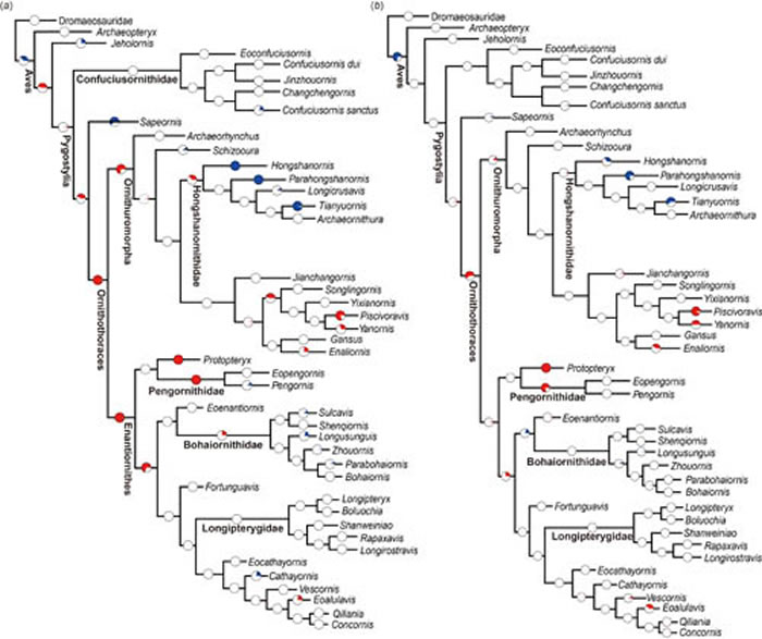 图2. 基于branch likelihood对早白垩世鸟类各支系演化速率的比较。红圈所在支系:演化速率大于平均速率;蓝圈:演化速率小于平均速率;白圈:演化速率