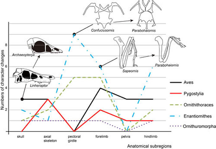 图3. 原始鸟类身体各解剖学分区的演化速率比较(王敏供图)