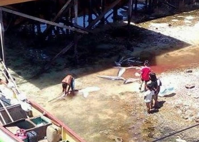 张喜发指州内目前仍有村民宰杀鲨鱼图利。