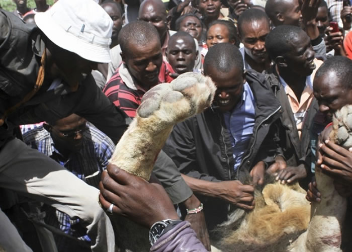 肯尼亚民众围观该只狮子的尸体
