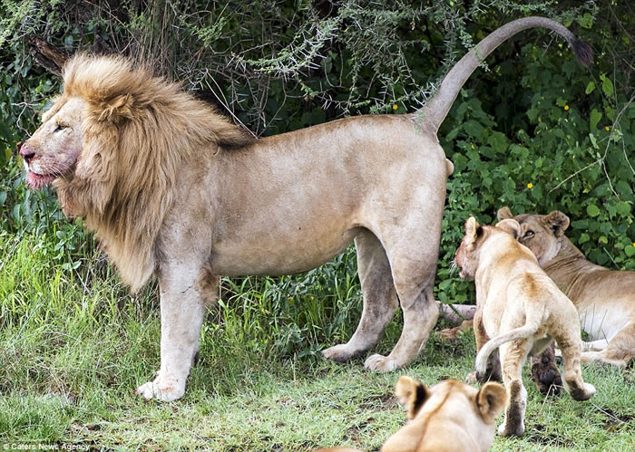 狮子爸爸站在草丛边 小狮子好奇跟后面被喷尿
