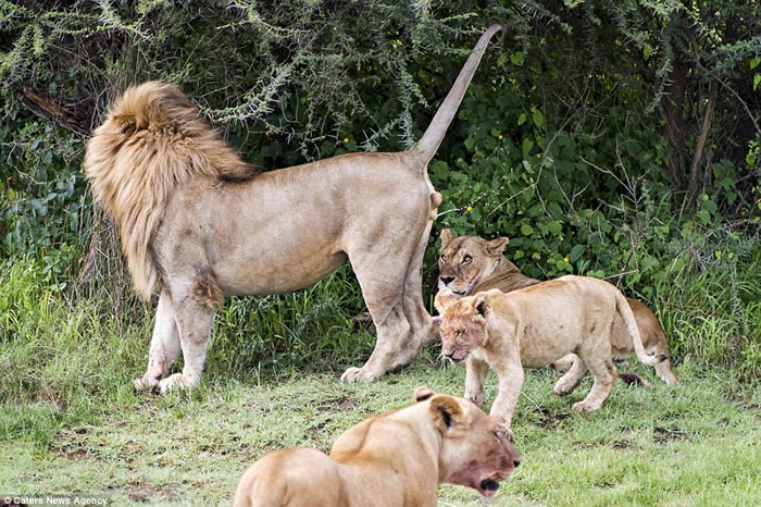 狮子爸爸站在草丛边 小狮子好奇跟后面被喷尿