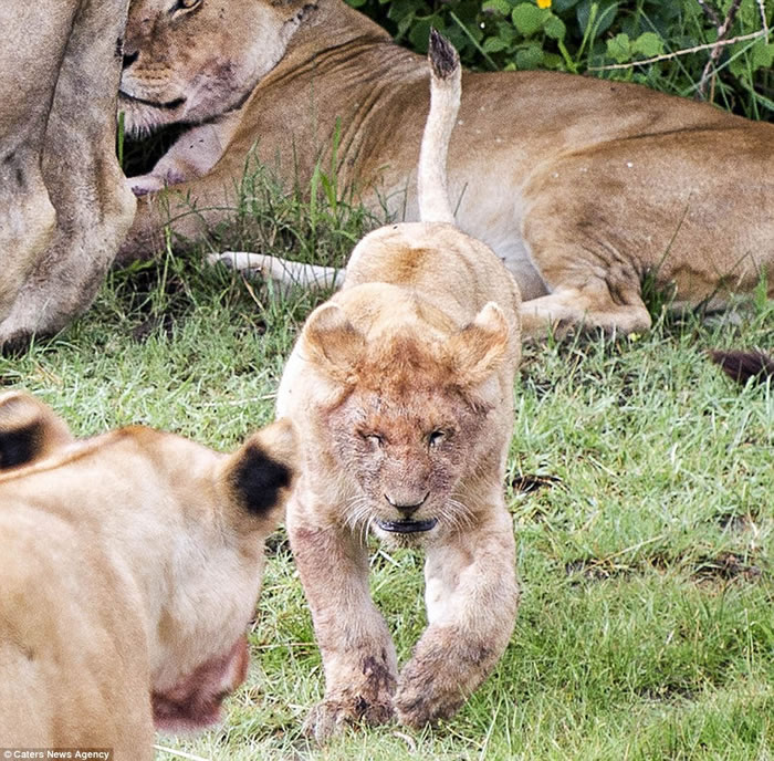 狮子爸爸站在草丛边 小狮子好奇跟后面被喷尿