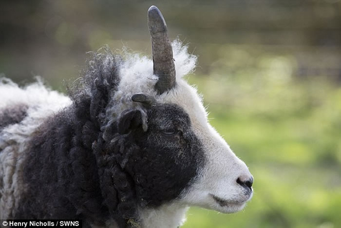 Ӣ�����ֶ����ޣ�����Peanut��ͷ��һֻ���������Ϊ���������ȳ�