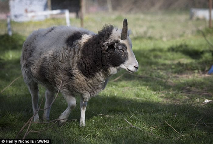 Ӣ�����ֶ����ޣ�����Peanut��ͷ��һֻ���������Ϊ���������ȳ�