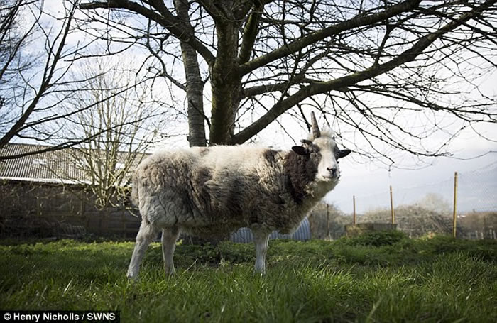 Ӣ�����ֶ����ޣ�����Peanut��ͷ��һֻ���������Ϊ���������ȳ�