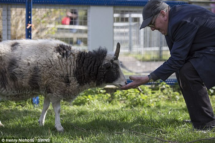 Ӣ�����ֶ����ޣ�����Peanut��ͷ��һֻ���������Ϊ���������ȳ�