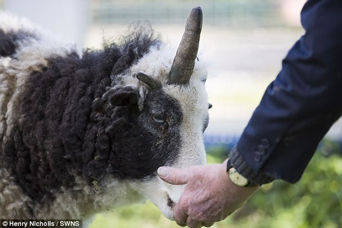 Ӣ�����ֶ����ޣ�����Peanut��ͷ��һֻ���������Ϊ���������ȳ�