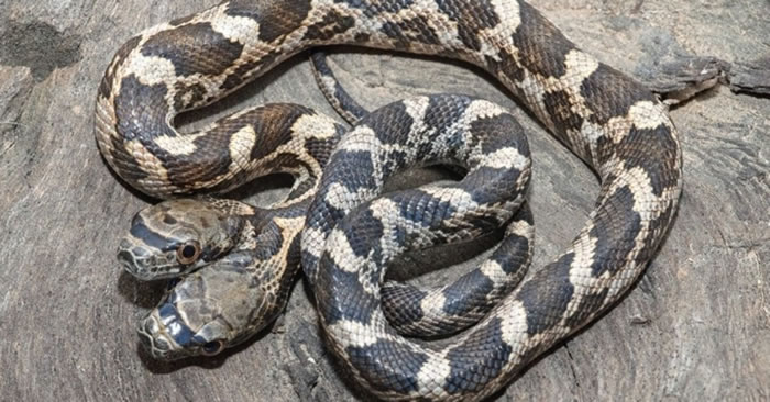 美国堪萨斯州野生双头蛇 其中一个头会攻击另一个头