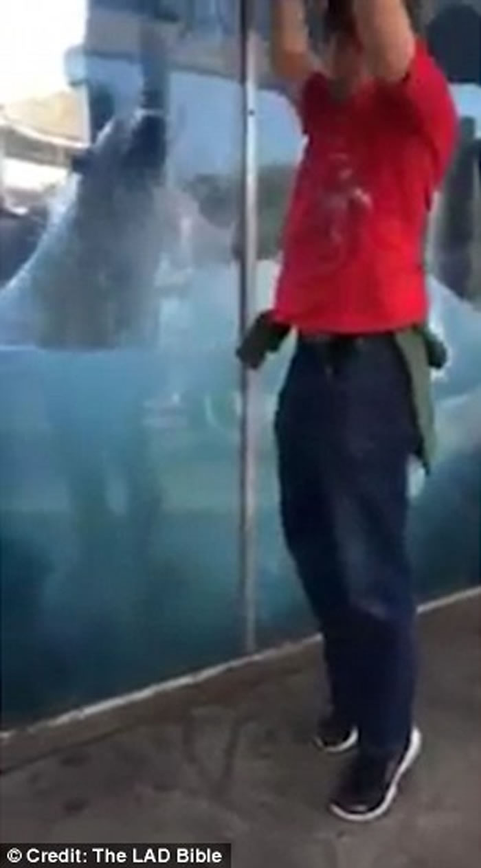 Ӣ���ո�����ԭҰ����԰������ѧ�ο�������ͦ��