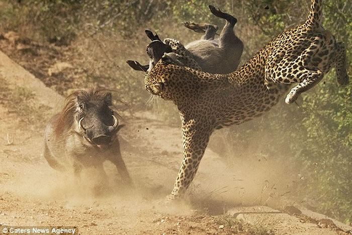 南非克鲁格国家公园疣猪妈妈救子心切冒死撞飞花豹