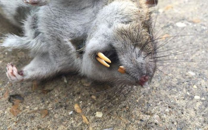 Ӣ������˾���ֿϿ��ٴβ���2�ճ�����