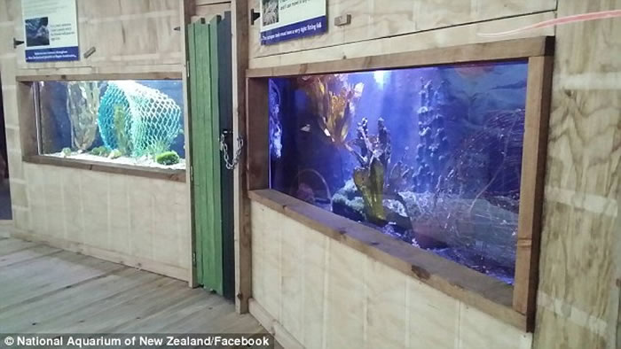 新西兰水族馆章鱼Inky上演《刺激2016》大逃亡 挤进排水管逃回大海