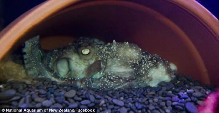 新西兰水族馆章鱼Inky上演《刺激2016》大逃亡 挤进排水管逃回大海