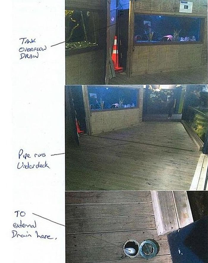 新西兰水族馆章鱼Inky上演《刺激2016》大逃亡 挤进排水管逃回大海