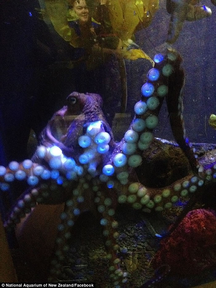 新西兰水族馆章鱼Inky上演《刺激2016》大逃亡 挤进排水管逃回大海