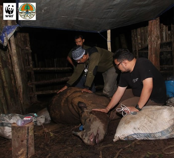 在所有研究员尽力救治下,犀牛仍不治过世。