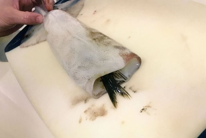 好事成双:日本网友买墨鱼回家切开肚发现里面还有条竹筴鱼