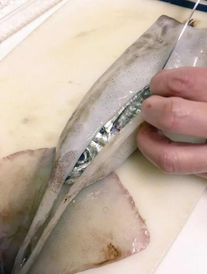 好事成双:日本网友买墨鱼回家切开肚发现里面还有条竹筴鱼