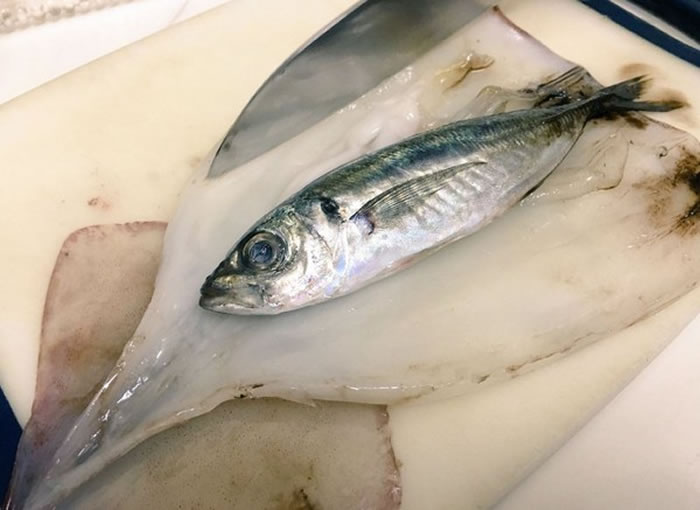 好事成双:日本网友买墨鱼回家切开肚发现里面还有条竹筴鱼