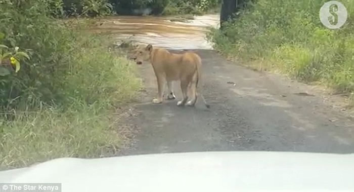 ��������Ӱʦ���ݵ�ס��ʨ��ȥ· ����ʨ�ӱ������ٲ�����δ��