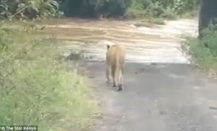 ��������Ӱʦ���ݵ�ס��ʨ��ȥ· ����ʨ�ӱ������ٲ�����δ��