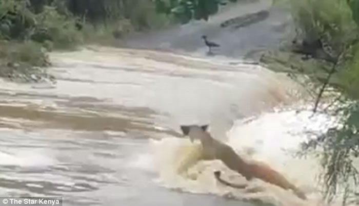 ��������Ӱʦ���ݵ�ס��ʨ��ȥ· ����ʨ�ӱ������ٲ�����δ��