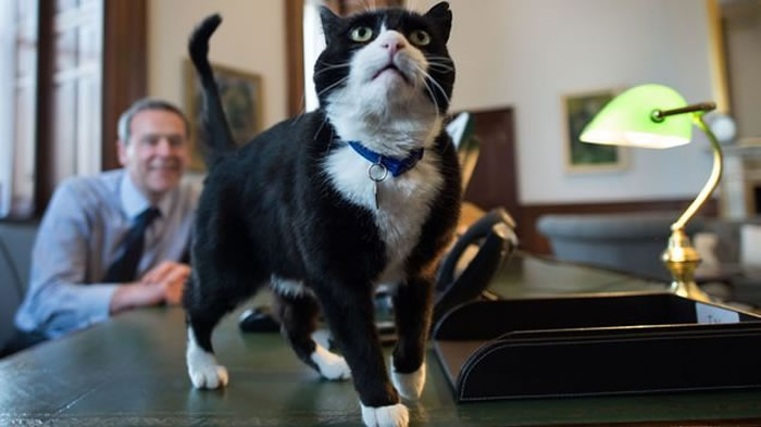 Ӣ���⽻��Ƹ������èPalmerston���Ρ���ϯ����١�