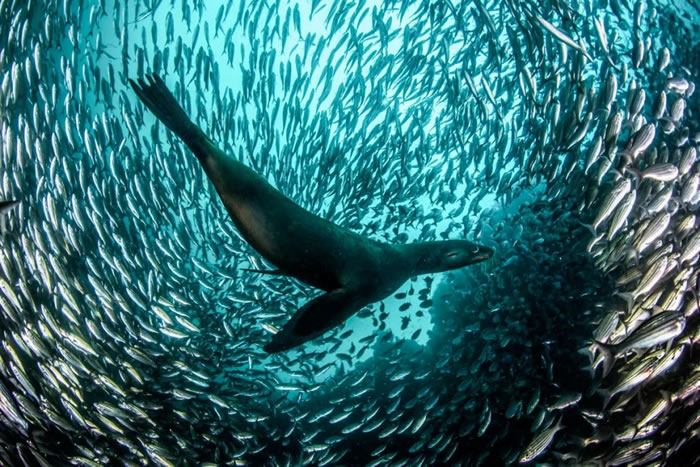 ˮ赸ʨڼ͸Ⱥɯذˮ׷һȺʯԣSalema fish PHOTOGRAPH BY ENRIC SALA