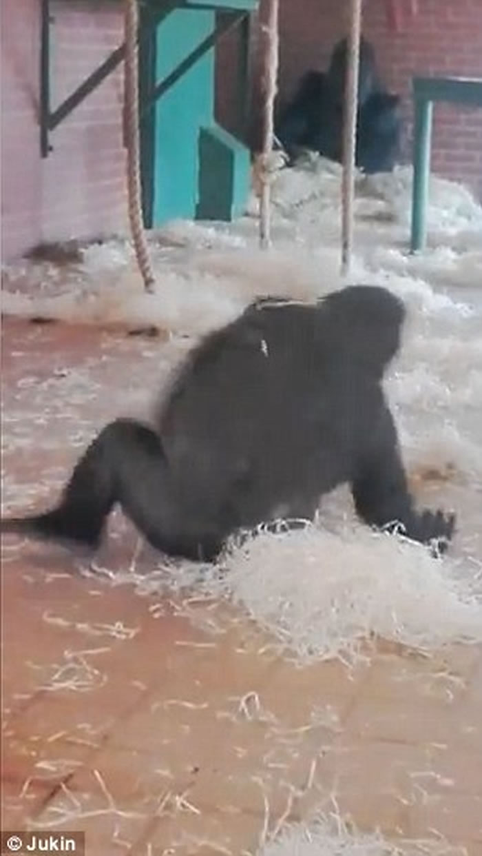 Ӣ����˹�ؿ�����԰��������������