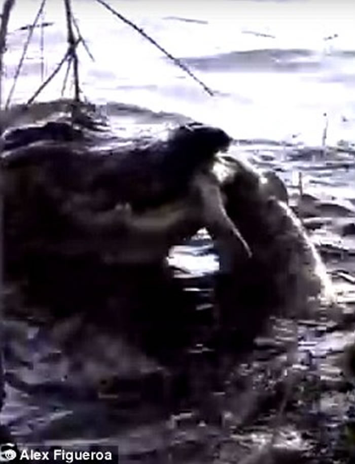 美国佛罗里达州出现鳄鱼吃鳄鱼骇人景象