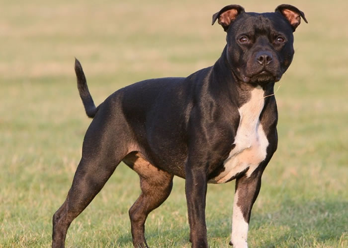 �ɳ�����ʬ�� Ӣ����ţ�����˵�����