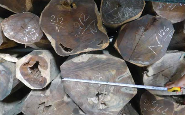 几百年树龄的花梨木被砍掉。