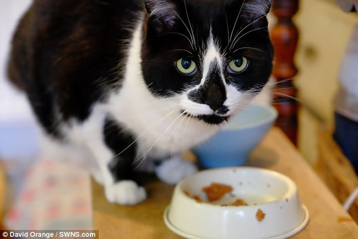 Ӣ��è���ս��Сʱ�ݽ��� ����ͨƬ��è���������һ��