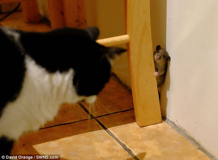 Ӣ��è���ս��Сʱ�ݽ��� ����ͨƬ��è���������һ��