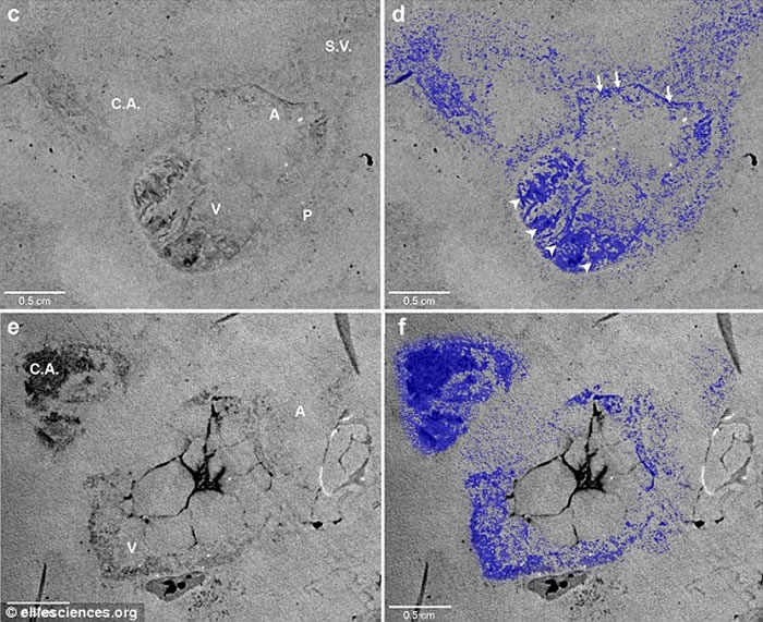 古生物学家于巴西1亿年前棒鞘鱼中发现首例心脏化石样本