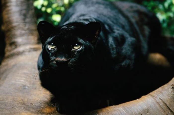 �ڱ��ǻ���Ƥ����ë���ϳ��ִ�����ɫ�صĽ���� PHOTOGRAPH BY MICHAEL NICHOLS, NATIONAL GEOGRAPHIC CREATI