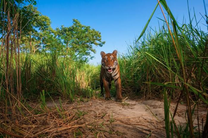 �ϼ�������Bengal Tiger���Ǽ�����ԭ��С˵������������Σ���Ķ�� PHOTOGRAPH BY STEVE WINTER, NATIONAL GEO