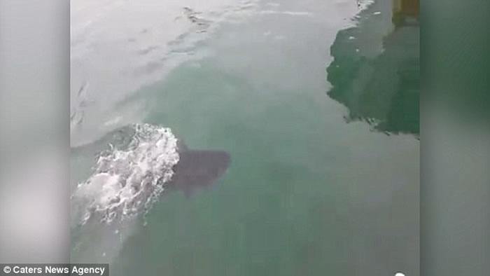 西班牙一只海鸥为争食差点被吞拿鱼吃掉