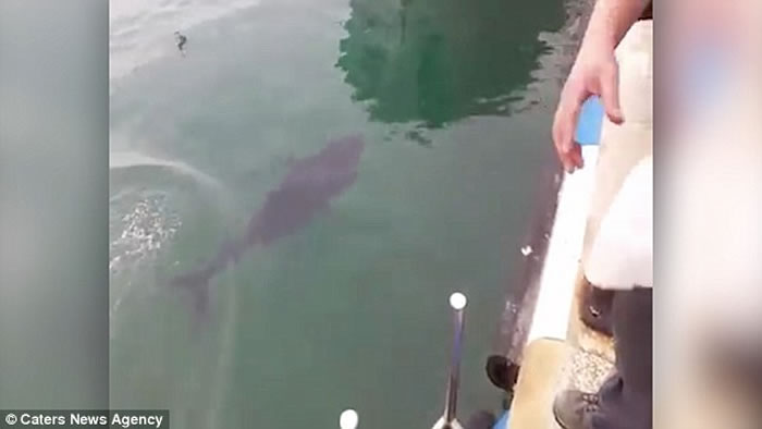 西班牙一只海鸥为争食差点被吞拿鱼吃掉