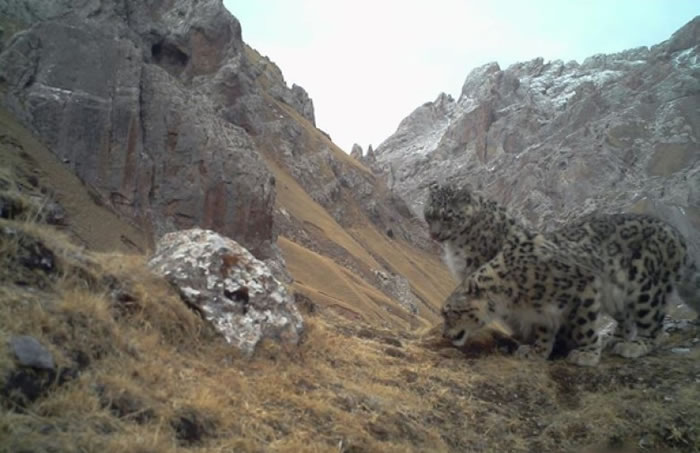 ������Ա���ຣ���㵽ѩ����Ұ����ż����Ļ��档