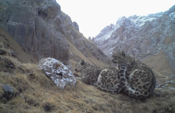 ѩ����ż���仭������ع⣬Ϊȫ���״Ρ�