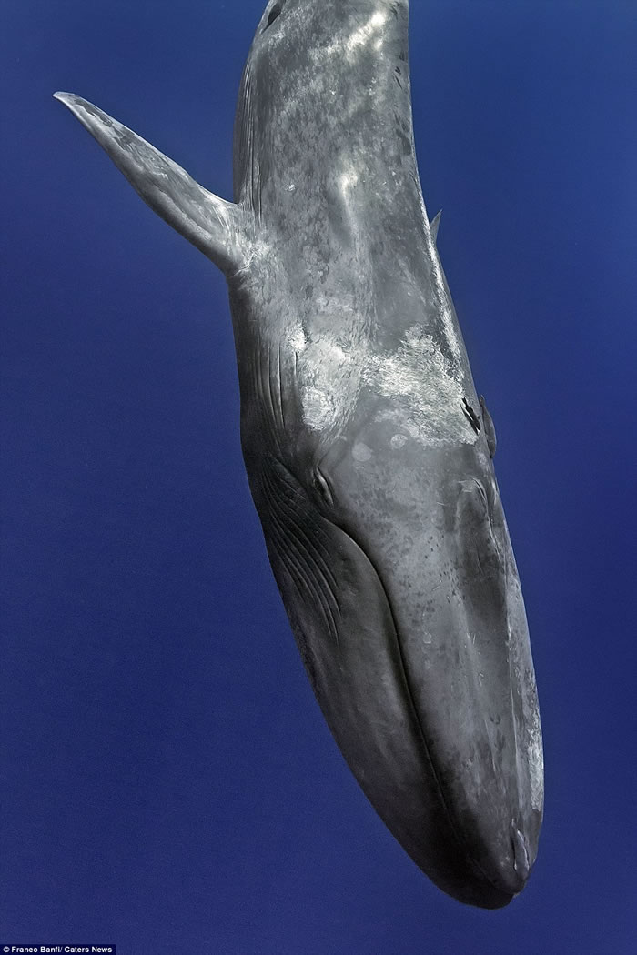 ��ʿ��Ӱʦ��˹�������������������������ι�