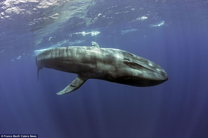 ��ʿ��Ӱʦ��˹�������������������������ι�