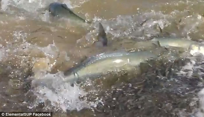 澳洲珀斯附近海湾出现大群三文鱼 横扫海滩小鱼