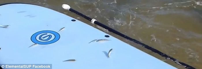 澳洲珀斯附近海湾出现大群三文鱼 横扫海滩小鱼