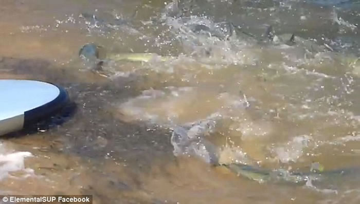 澳洲珀斯附近海湾出现大群三文鱼 横扫海滩小鱼